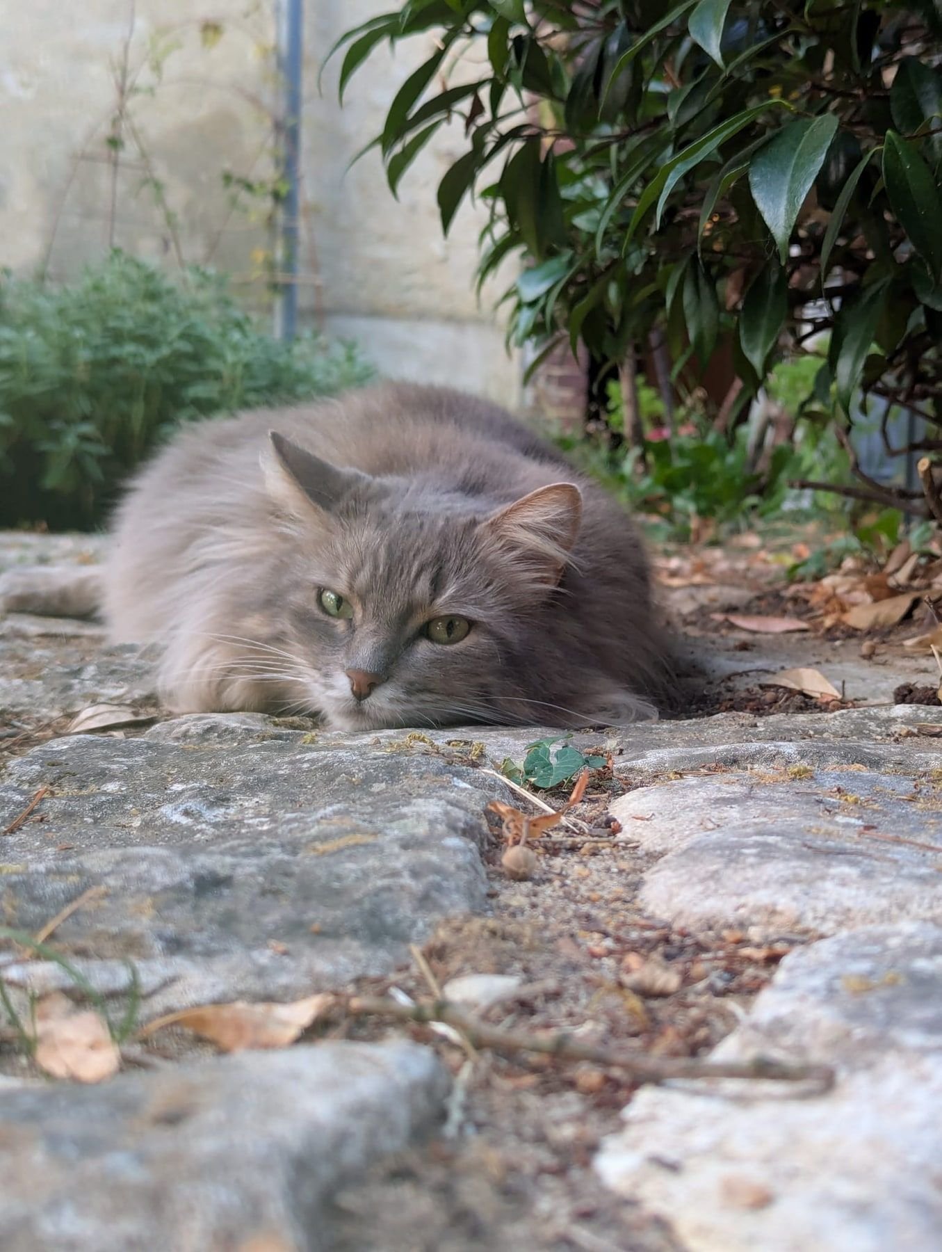 Un chat gris couché sur un muret, qui regarde l’objectif.