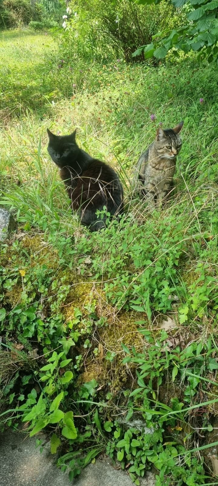 Chat dans les herbes.