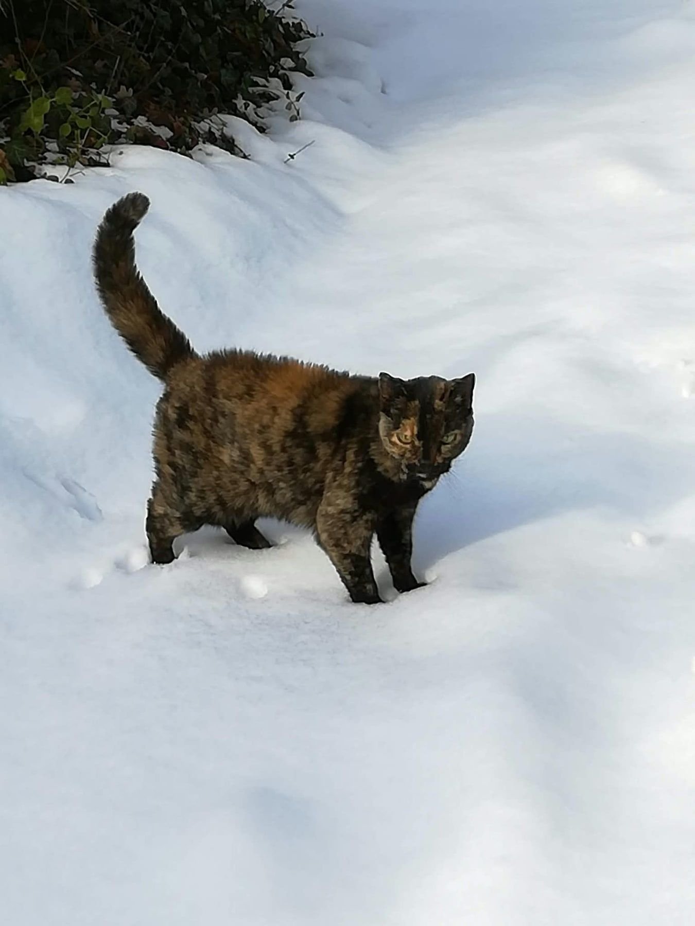 Chat écaille de tortue dans la neige.