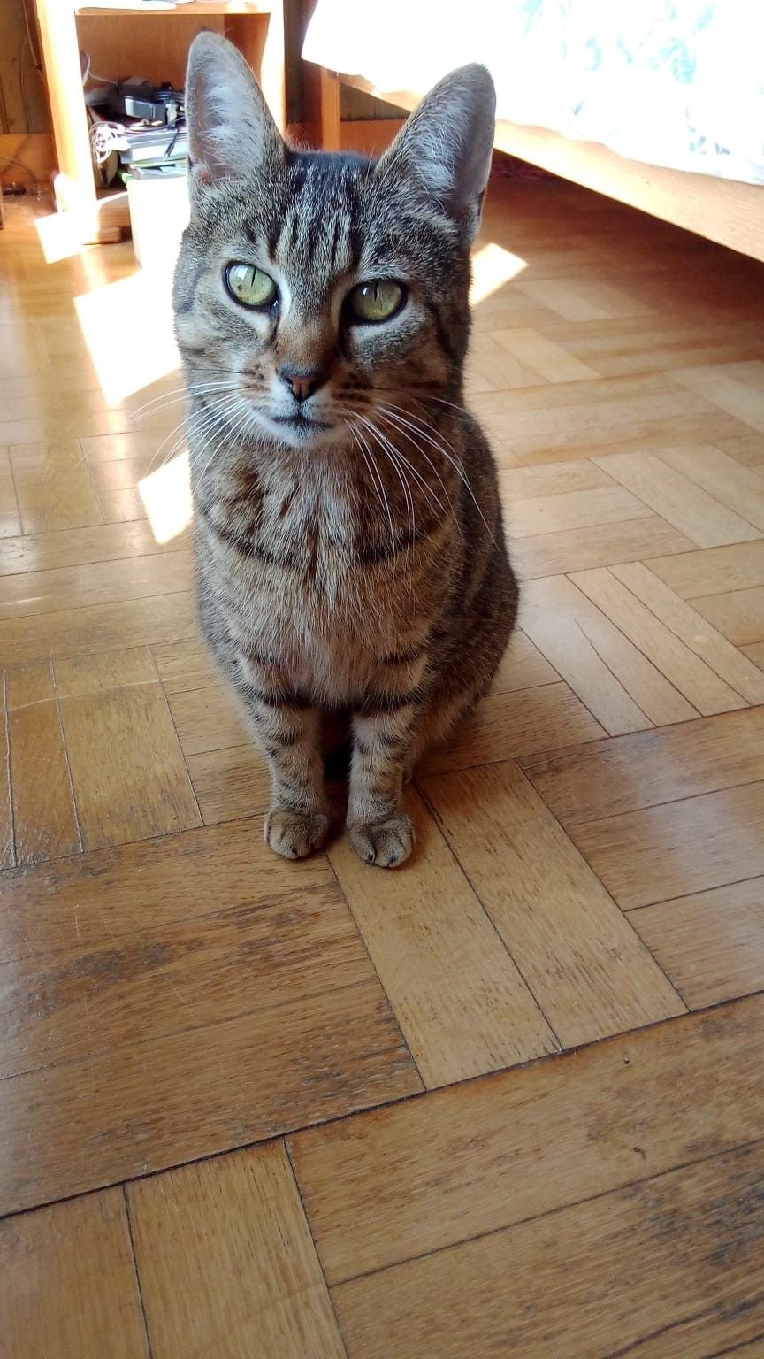 Chat tigré assis sur un parquet, au soleil.