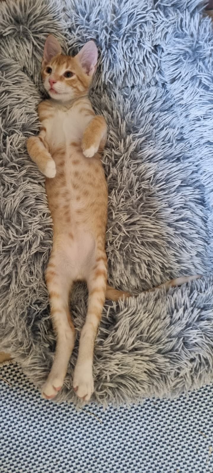 Chat roux sur un coussin.