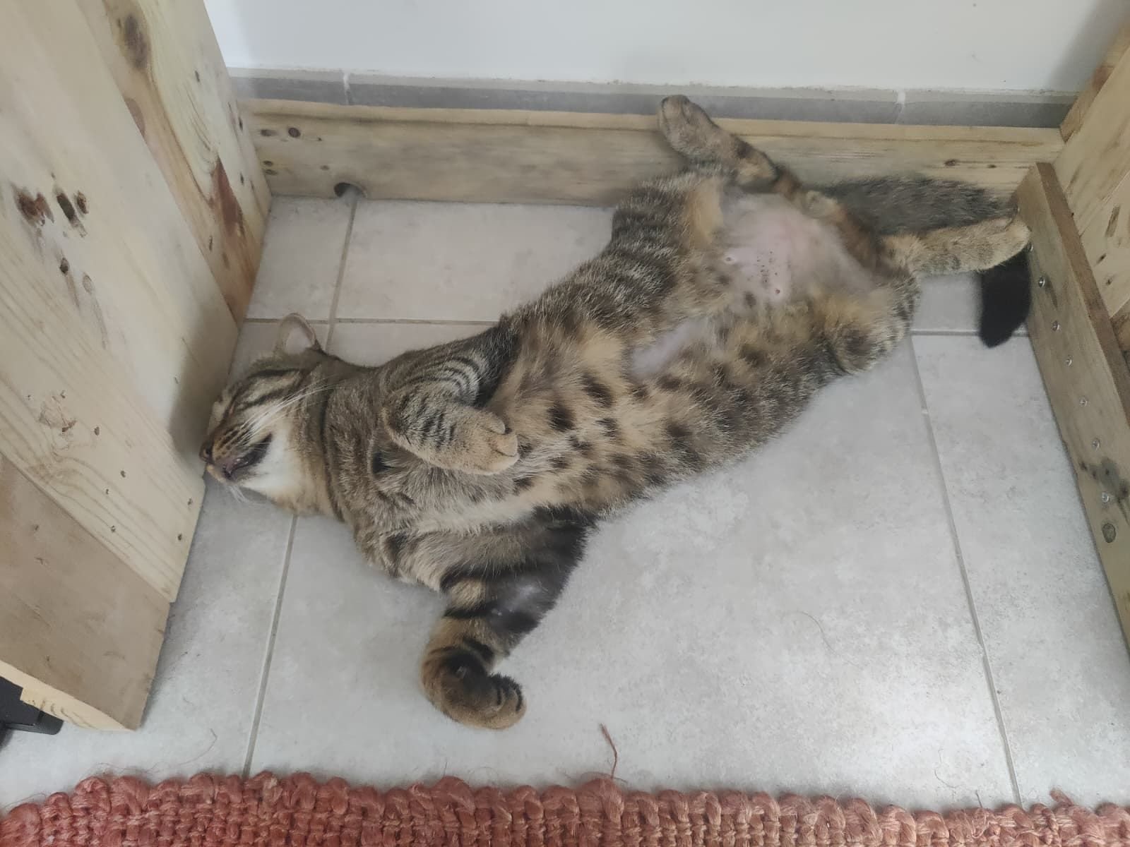Chat couché sur un carrelage.