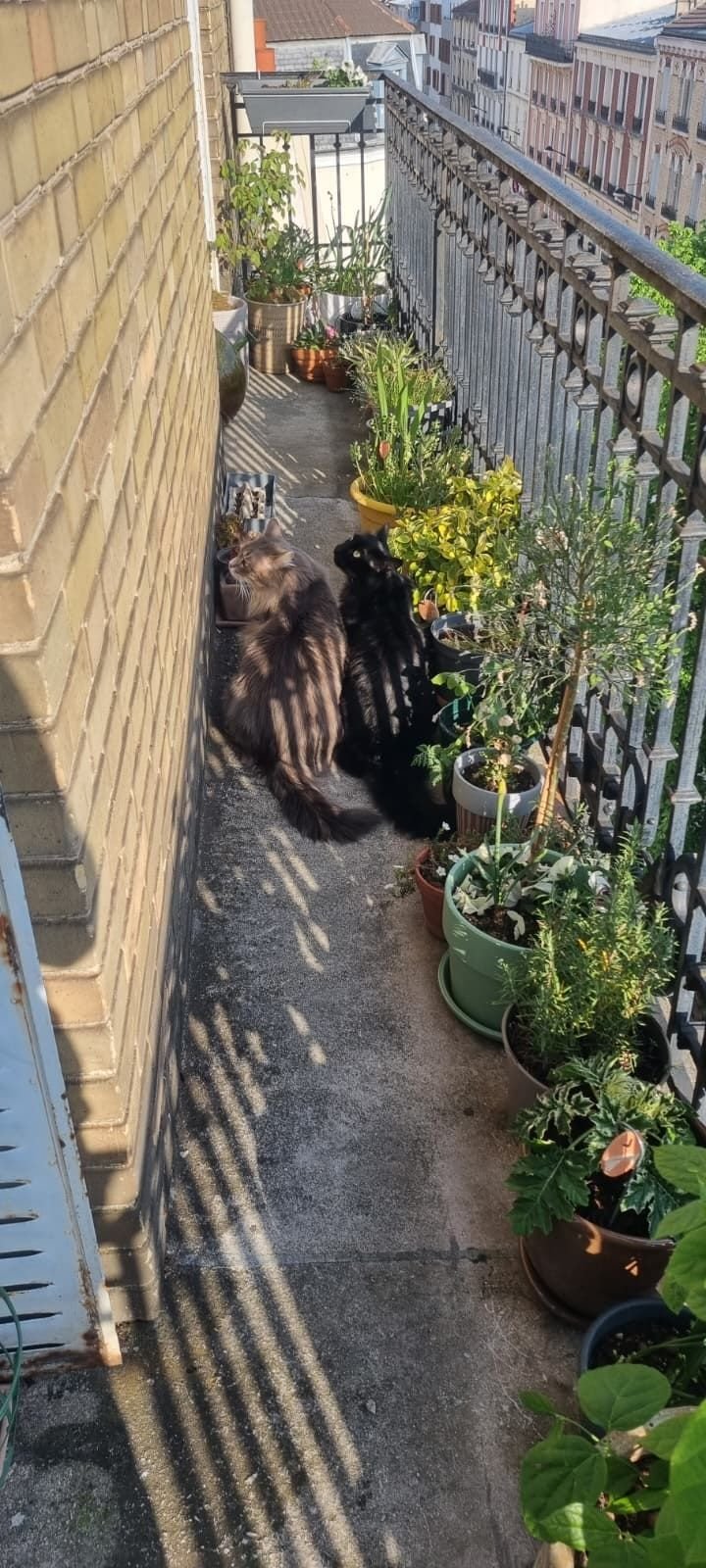 Chat sur une terrasse, entre les plantes.