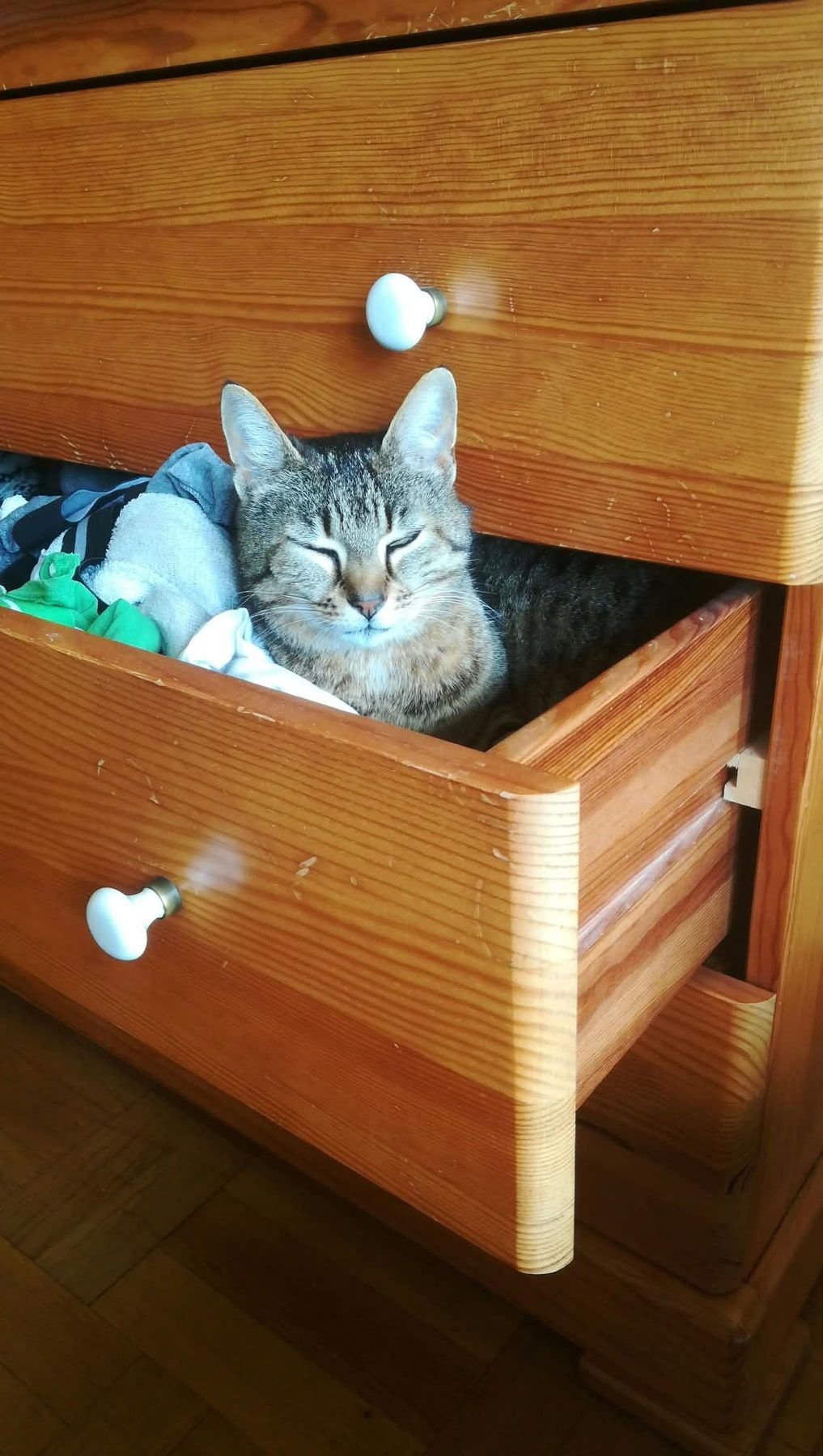 Chat endormi dans un tiroir.