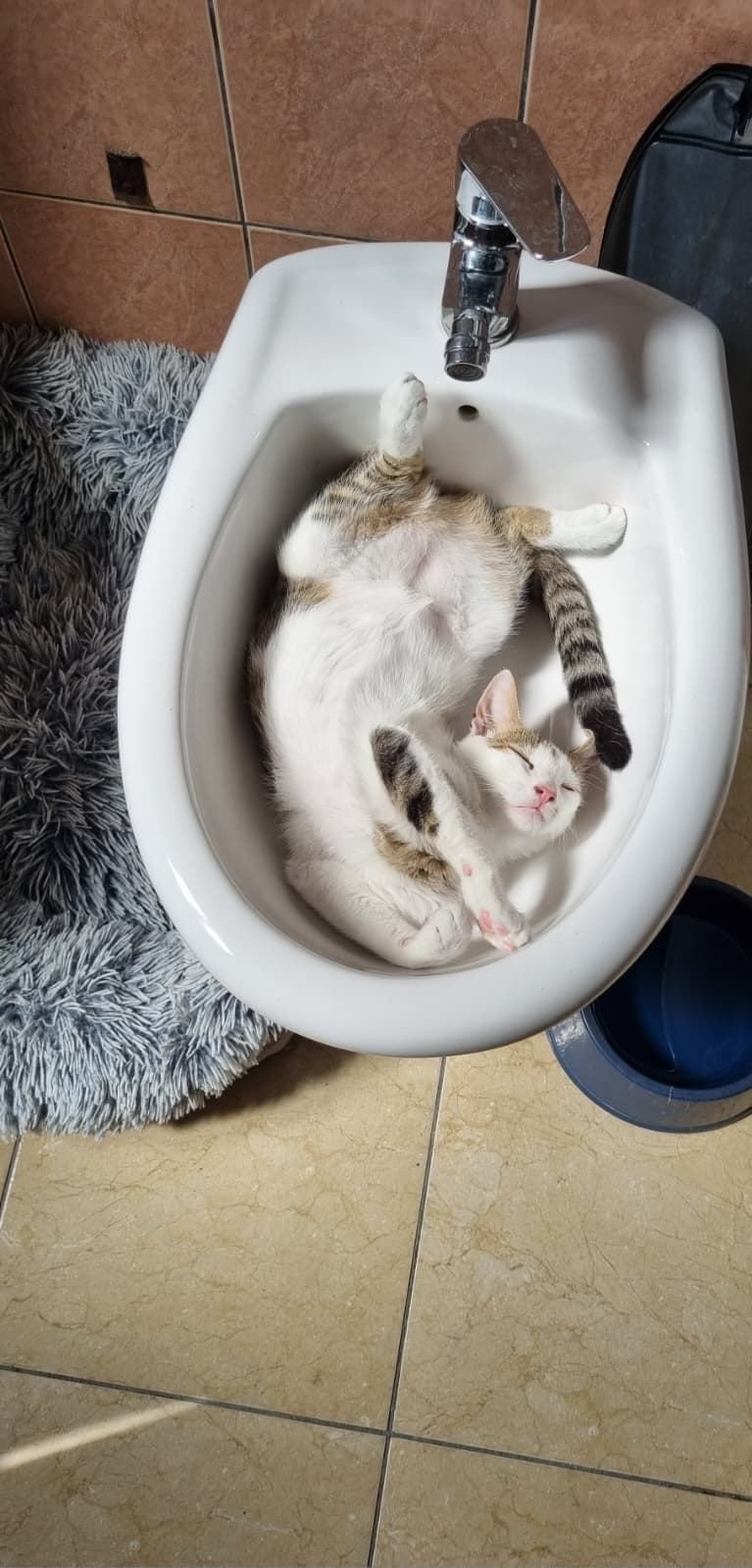 Deux chatons dans un bidet.